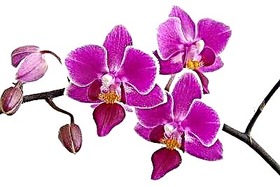 Por que as raíces e outras partes da orquídea phalaenopsis comezan a secarse e como salvar a planta?