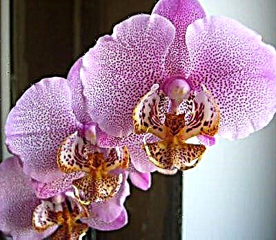 Lahat tungkol sa Manhattan orchid: paglalarawan, kasaysayan, mga tampok sa paglilinang, mga larawan