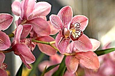 Балалар мен ересектердегі орхидеяларға аллергия курсының ерекшеліктері, сонымен қатар алдын-алу және емдеу әдістері