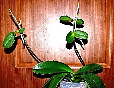 Ungaqonda kanjani ukuthi izingane zikhula ku-orchid empandeni, esiqwini, esiqwini nokuthi hlobo luni lokunakekelwa oludingekayo?