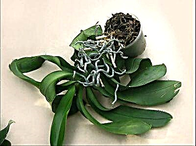 راځئ چې د Phaenenopsis آرکید دوهم ژوند درکړو - په تفصیل سره چې د کښت ب rejه څرنګوالی