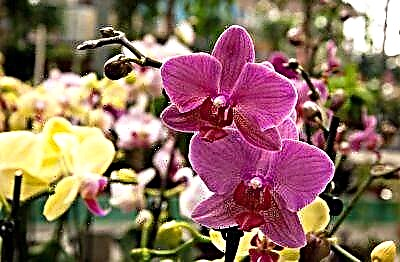 Recomendacións para o coidado das orquídeas: que facer despois despois de esvaecer a phalaenopsis?