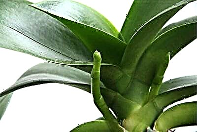 Awọn iṣeduro fun abojuto orchid: kini o yẹ ki o ṣe nigbati o ba ti tu itusẹ ododo kan?