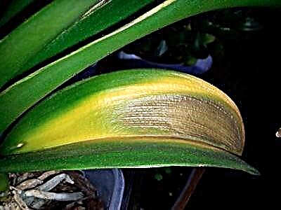 Kial velkas la folioj kaj floroj de la phalaenopsis-orkideo kaj kion fari en ĉi tiu situacio?