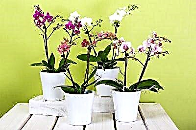 Phalaenopsis kostryulkalarini ko'rib chiqish: shisha, keramika va boshqa turlari. Tanlash bo'yicha tavsiyalar