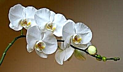 Aro maka otu esi eme ka phalaenopsis orchid oge ntoju n'ụlọ