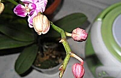Zoyenera kuchita ngati maluwa a orchid agwa - mungathandizire bwanji chomeracho?