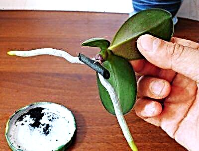 Phalaenopsis generationem: et plantabis quam ut puer a parte radix et foliis caulinis ORCHITA?