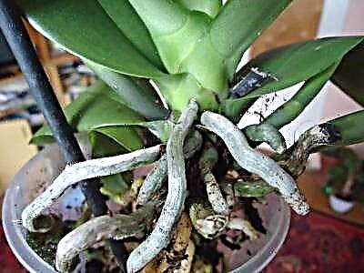 Sut i ofalu am wreiddiau phalaenopsis?