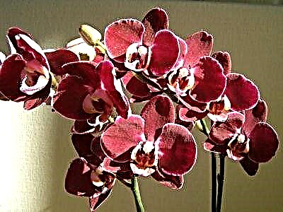 Орхидеяны сактоо: тамырлар начарлап кетсе же чирип калса, аны кантип калыбына келтирүү керек?