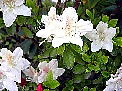 Azalea putih sing apik banget: varietas paling apik lan konten ing omah