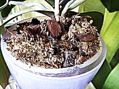 Naon anu kalebet kana komposisi taneuh pikeun anggrek Phalaenopsis sareng kumaha cara ngadamel substrat pikeun tumuh ku panangan anjeun nyalira?
