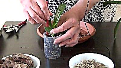 Prednosti i nedostaci razmnožavanja orhideja Phalaenopsis rezanjem kod kuće