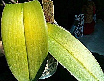 Karakterizaĵoj de malsanoj de internaj plantoj: kial la folioj de orkideoj flaviĝas kaj kion fari ĉi-kaze?