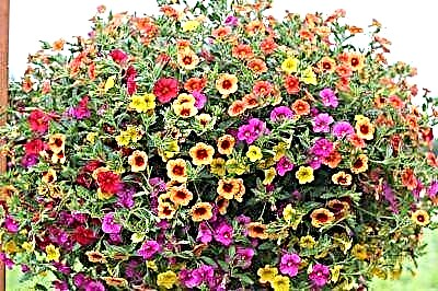 گل اطلس گل کوچک یکی از بهترین ترکیبات گیاهی است: تفاوت های ظریف مراقبت و پرورش
