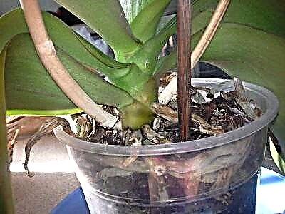 Егер орхидеяның кептірілген педункісі болса - неге бұл орын алды және не істеу керек?