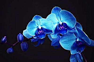 Ki sa ki Phalaenopsis ble, èske orkide sa a koulè egziste nan lanati, ak ki jan yo swen te pote soti?