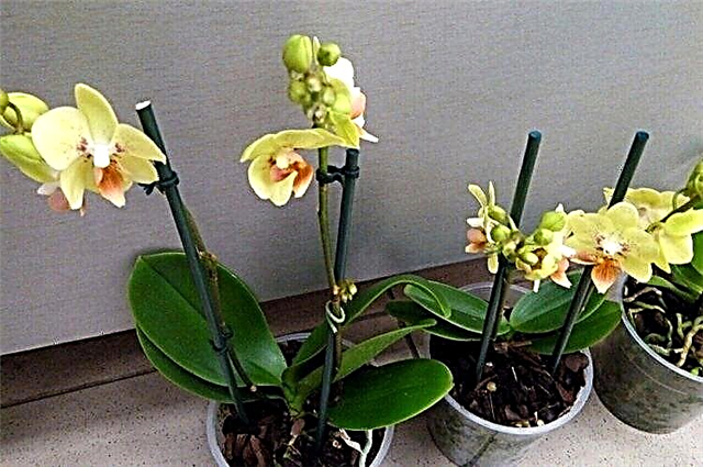 Mirinda multflora orkideo. Kia planto ĝi estas kaj kian prizorgon ĝi bezonas?