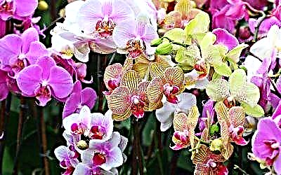 Orchidee Pfleeg Geheimnisse: wéi d'Phalaenopsis no Blummen ze schneiden?