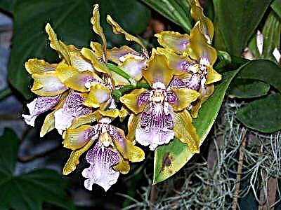 Orchid-a bedewiyê Zigopetalum - bin-cûre û rêgezên lênihêrînê