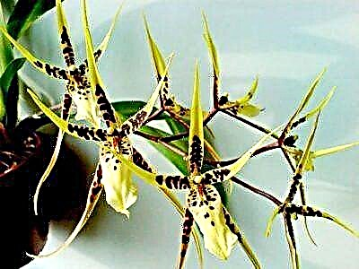 Descrición e foto da orquídea Brassia, así como o coidado das plantas