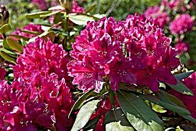 Rhododendron hyfryd Katevbinsky - disgrifiad, nodweddion plannu a gofal