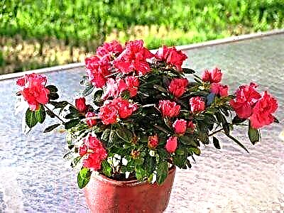 Rhododendron ແມ່ນ pruned ສໍາລັບລະດູຫນາວ? ລະບຽບຂັ້ນຕອນ