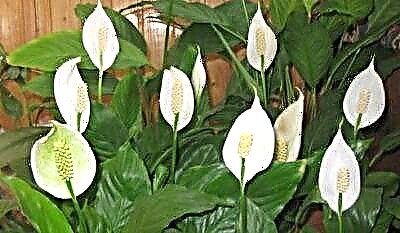 Napa kembang Spathiphyllum duwe kembang ora putih, nanging ijo? Cara kanggo ngatasi masalah kasebut