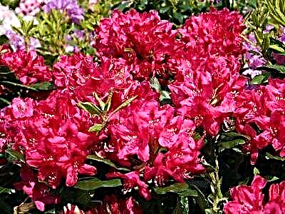 Rhododendron ranu Nova Zembla - nga ahuatanga o te momo, nga nuances o te manaaki