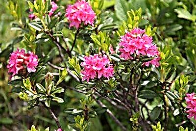 Rhododendron hosto iraunkorreko lorategien erregea