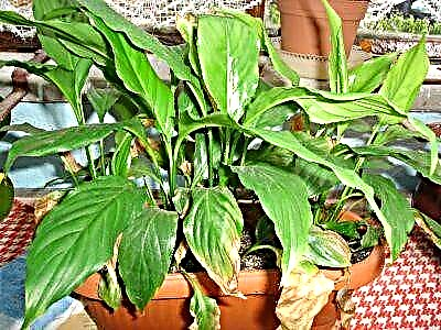 Penyakit godhong spathiphyllum: cara ngobati, foto kanthi conto penyakit, uga cara pencegahan