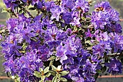 Rhododendron se dans: Ramapo, Tit ble ak varyete lòt. Deskripsyon, karakteristik swen