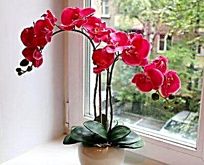 Cantas veces florece unha orquídea na casa e canto pode durar este período?