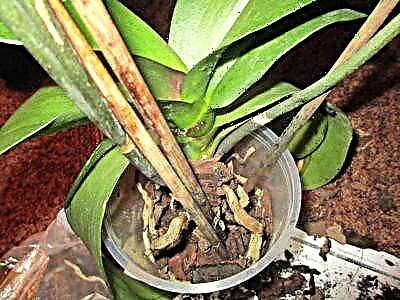 Како да спасиме орхидеја чии корени се сушат - дознаваме зошто се случи ова и што да правиме