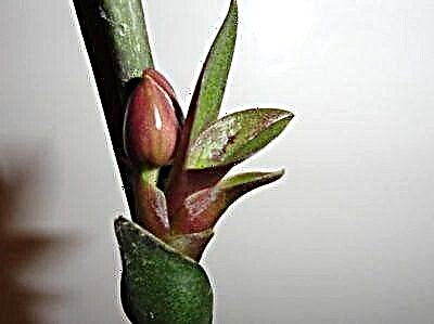Кӯдаки орхидея чист ва чӣ гуна онро дар поягузар парвариш кардан мумкин аст?