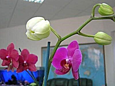Gịnị mere okooko osisi na akụrụ na-akpọnwụ na orchid? Nyochaa ihe kpatara ya, ndụmọdụ maka idozi nsogbu ahụ