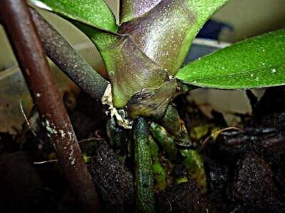 Se orkideo havas problemojn: kial la folioj kaj radikoj nigriĝas kaj kiel helpi la planton?