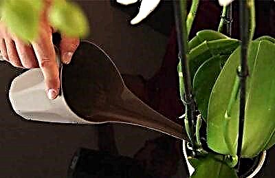 Фаленопсис орхидеясына қандай тыңайтқыштар қажет және оларды қалай дұрыс қолдану керек?