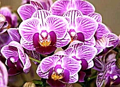 Сирек кездесетін сұлулық орхидеясы: Юкидан және Вивьен. Үйге күтім жасау ерекшеліктері