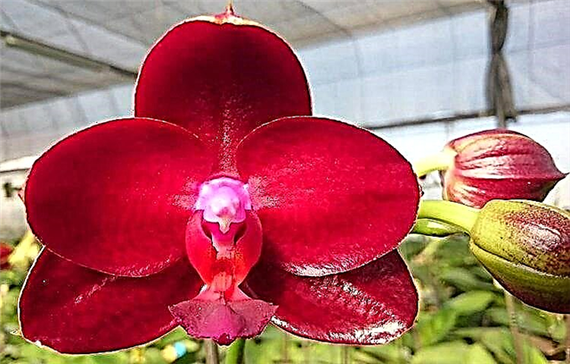 Que é unha orquídea de Borgoña, que coidado require e como se ve na foto?