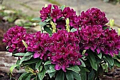 Likarolo tsa Rhododendron ea Polarnacht: e fapana joang le mefuta e meng, e hloka tlhokomelo ea mofuta ofe?