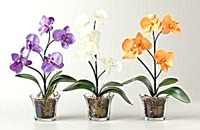 Kinsa nga kolon ang pilion alang sa usa ka orchid - transparent o dili? Panglantaw sa lainlaing mga lahi, panudlo sa pagtanum