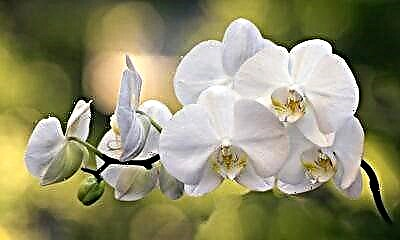 Orchid peduncle: ew çi ye û ew çawa xuya dike?