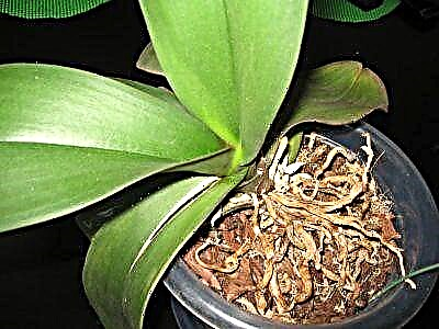 Orkide yarpaqları çatlayır - niyə bu baş verir və bitkiyə necə kömək etmək olar?