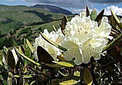 Rhododendron Kawkasi sabiħ u utli - deskrizzjoni, ritratt, karatteristiċi tal-kura