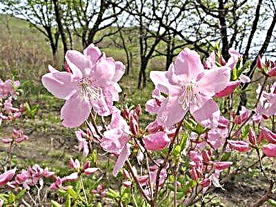 Lýsing á rhododendron Schlippenbach - læknisfræðilegir eiginleikar þess og umönnunarráð