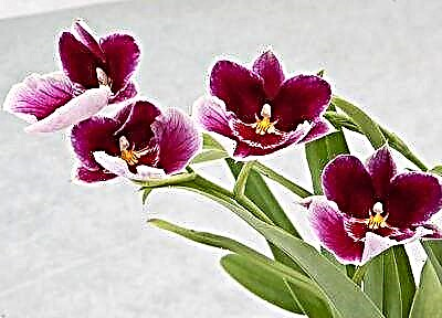 Muvi wa orchid watha: chochita chotsatira ndi peduncle ndi momwe mungasamalire chomeracho?