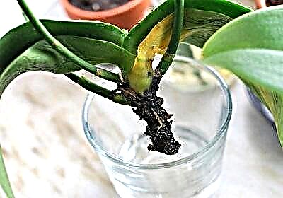 Recomendacións sobre como cultivar raíces de orquídeas empregando raíz e outros medios
