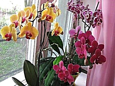 Orchid og phalaenopsis: hvernig eru plöntur mismunandi?