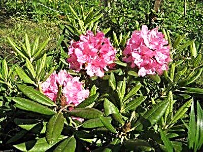 Carolina hybrid rhododendron pjm elite ma tioata pepe: faʻamatalaga ma le tausiga
